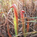 Pitcher plant Sarracenia major