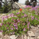 ridge top flowers