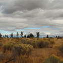 Fall color in the high desert