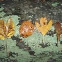 leaf array