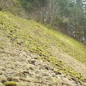 6 inch mosses on scree field